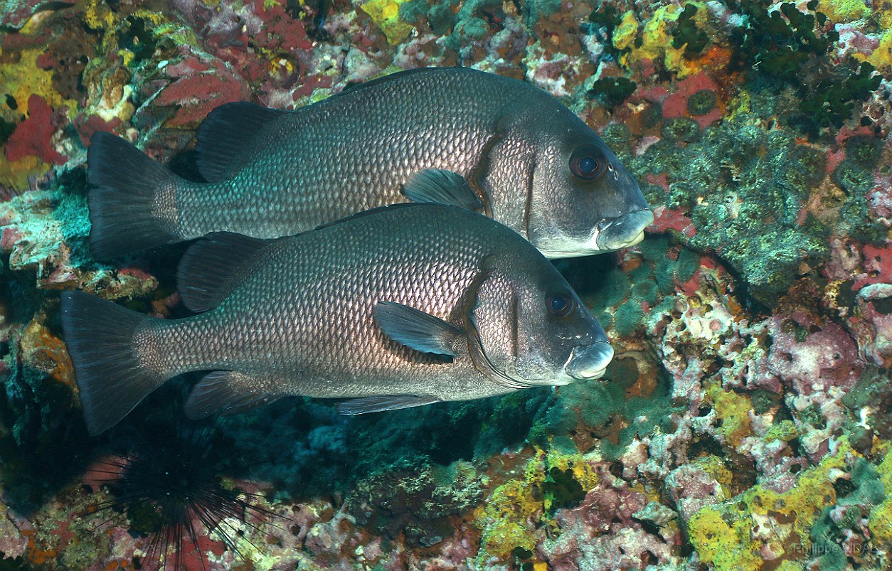 Thailand 2015 - Ko Tao - Gaterin ou diagramme noir - Plectorhinchus gibbosus _IMG_3735_rc.jpg